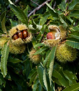 Castanea sativa 'Marrone di Marradi'